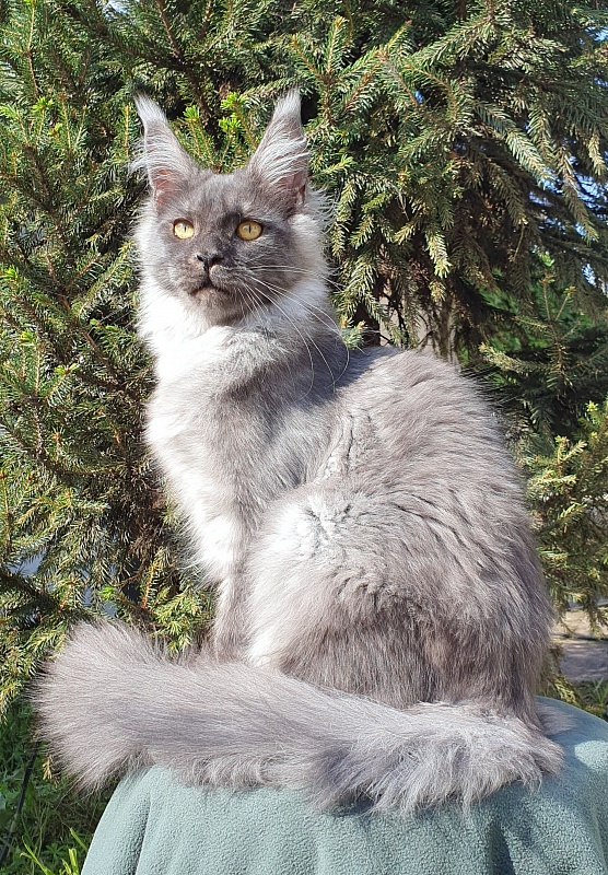 Bella Cat Akbars - Kitten maine-coon 5.5 months