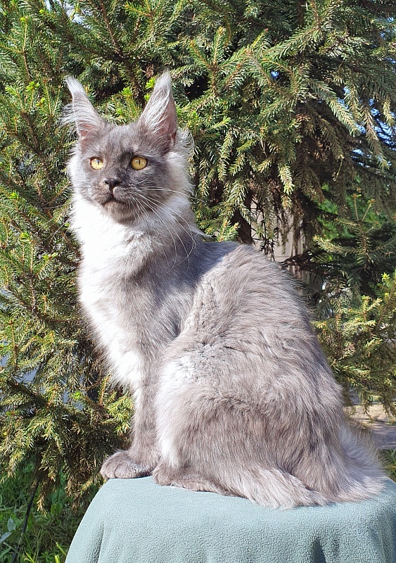 Bella Cat Akbars - Kitten maine-coon 5.5 months