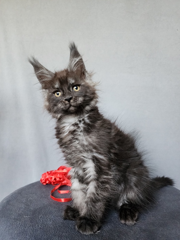 Bella Cat Akbars - Kitten maine-coon 2 months 1 week