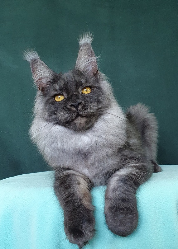 Bella Cat Akbars - Kitten maine-coon 6 months 0.5 weeks