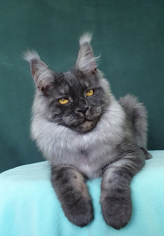 Bella Cat Akbars - Kitten maine-coon 6 months 0.5 weeks