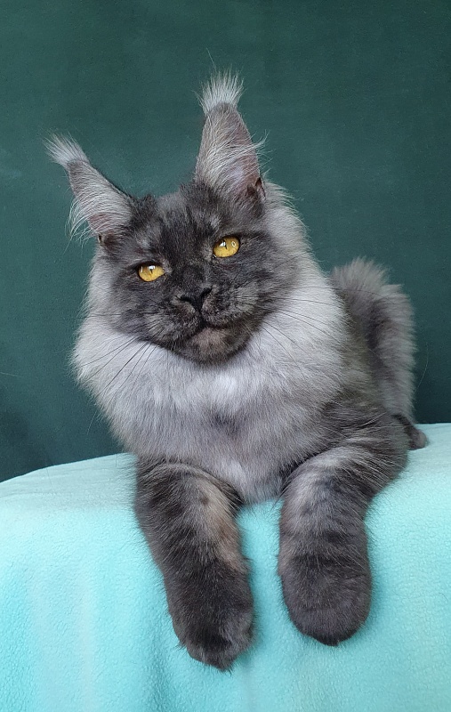 Bella Cat Akbars - Kitten maine-coon 6 months 0.5 weeks