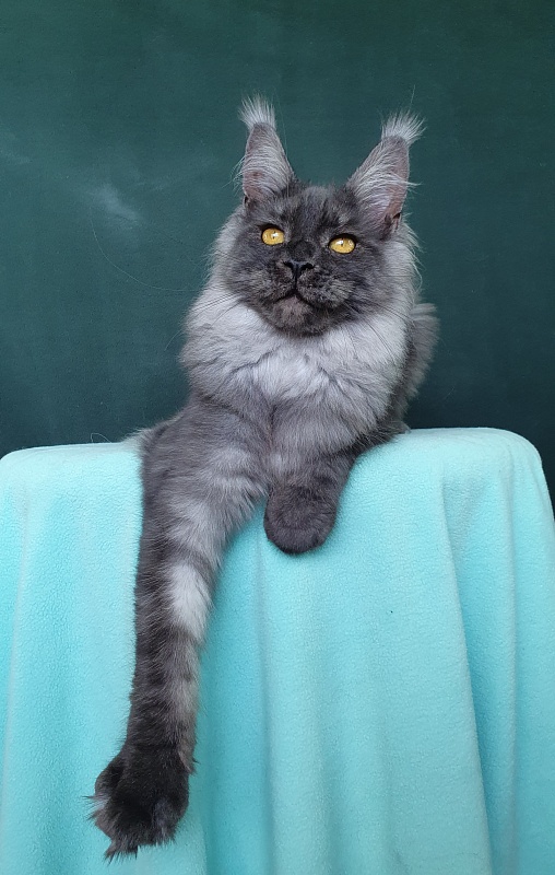 Bella Cat Akbars - Kitten maine-coon 6 months 0.5 weeks
