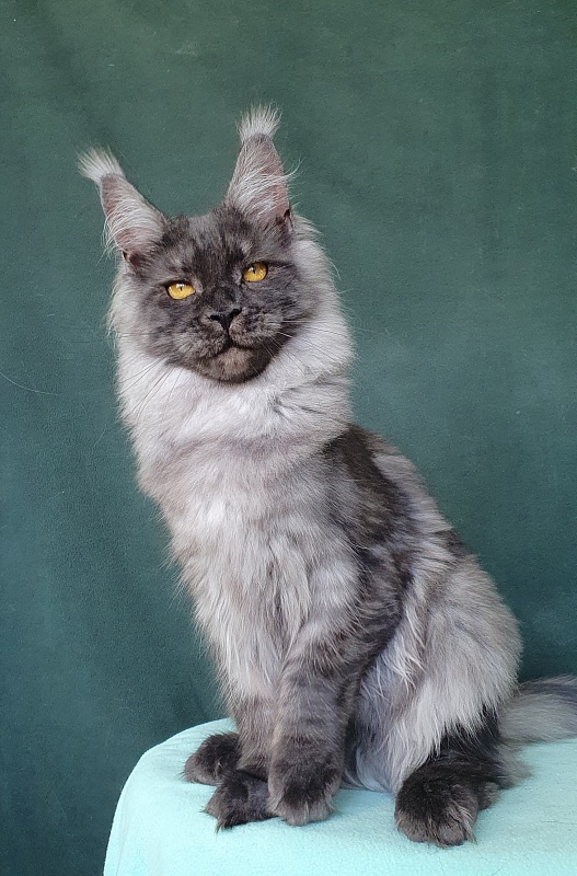 Bella Cat Akbars - Kitten maine-coon 6 months 0.5 weeks