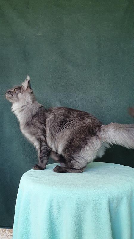 Bella Cat Akbars - Kitten maine-coon 6 months 0.5 weeks