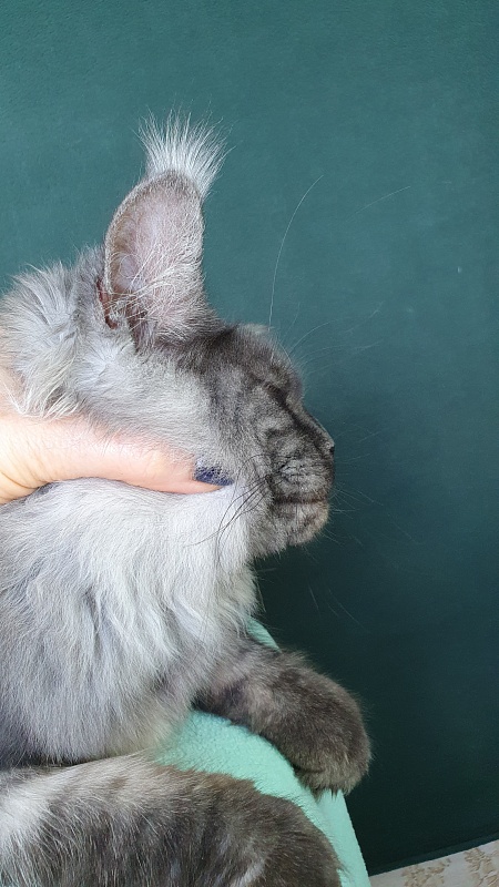 Bella Cat Akbars - Kitten maine-coon 6 months 0.5 weeks