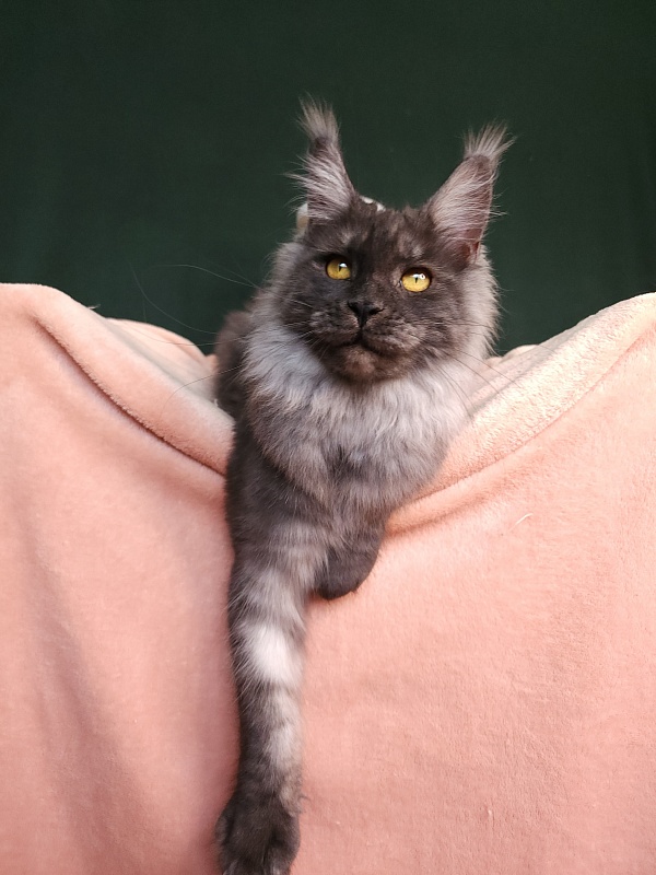 Bella Cat Akbars - Junior maine-coon 7 months 1 week