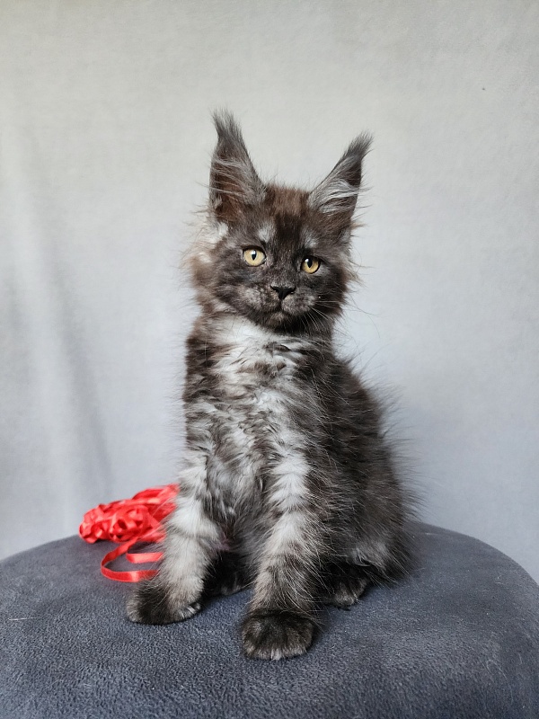 Bella Cat Akbars - Kitten maine-coon 2 months 1 week