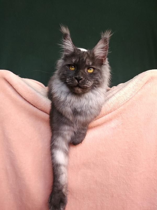 Bella Cat Akbars - Junior maine-coon 7 months 1 week