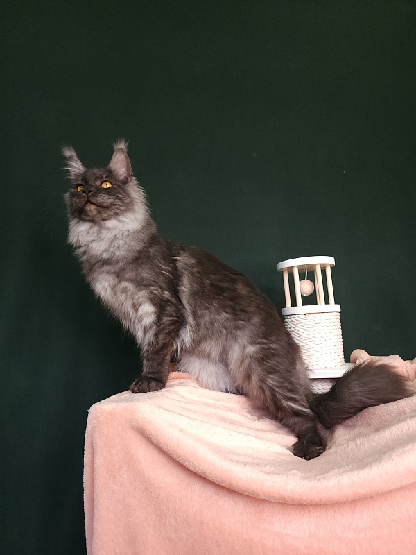 Bella Cat Akbars - Junior maine-coon 7 months 1 week