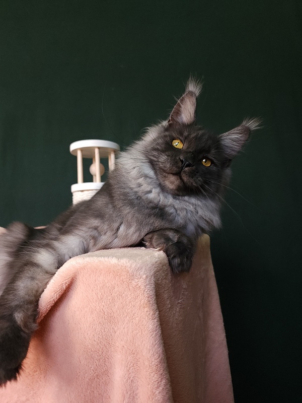 Bella Cat Akbars - Junior maine-coon 7 months 1 week