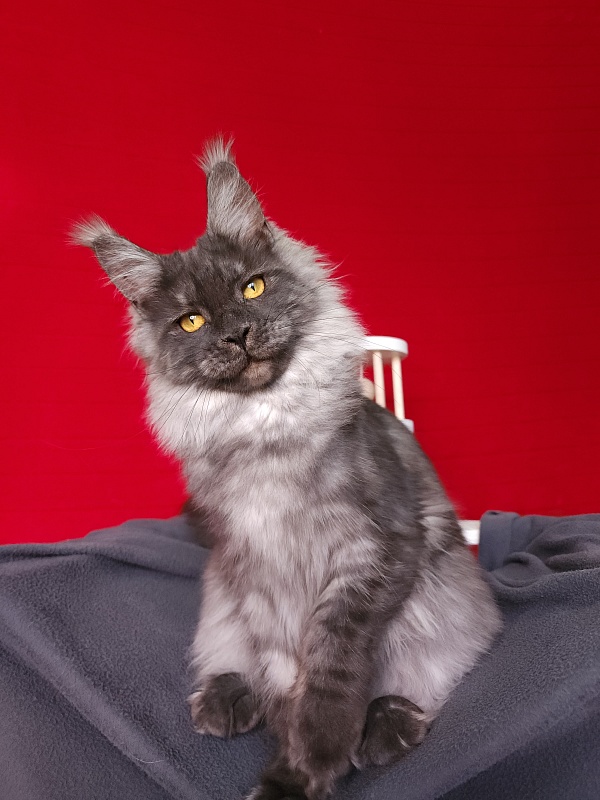 Bella Cat Akbars - Junior maine-coon 7 months 1 week