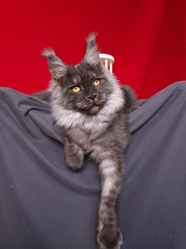 Bella Cat Akbars - Junior maine-coon 7 months 1 week