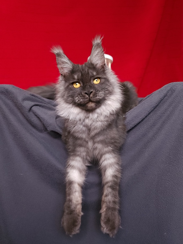 Bella Cat Akbars - Junior maine-coon 7 months 1 week