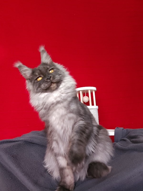 Bella Cat Akbars - Junior maine-coon 7 months 1 week