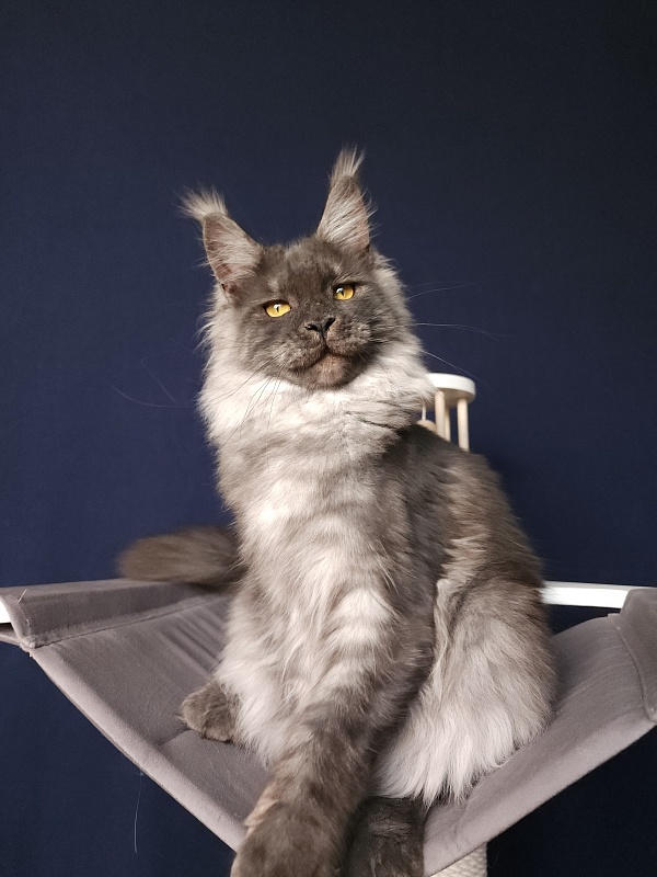 Bella Cat Akbars - Junior maine-coon 7 months 1 week