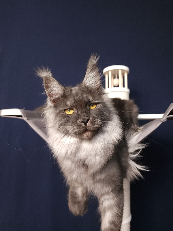 Bella Cat Akbars - Junior maine-coon 7 months 1 week