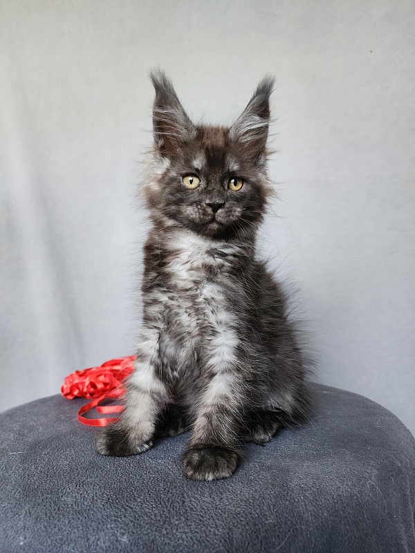 Bella Cat Akbars - Kitten maine-coon 2 months 1 week
