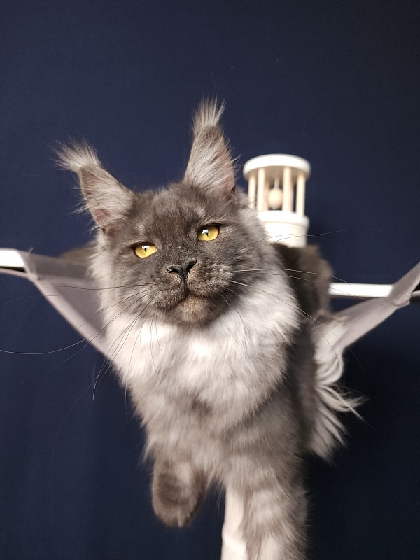 Bella Cat Akbars - Junior maine-coon 7 months 1 week
