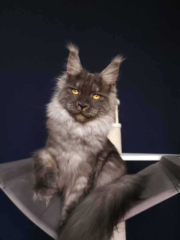Bella Cat Akbars - Junior maine-coon 7 months 1 week