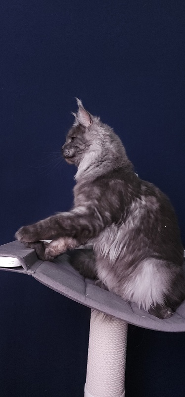 Bella Cat Akbars - Junior maine-coon 7 months 4 weeks