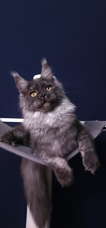 Bella Cat Akbars - Junior maine-coon 7 months 4 weeks