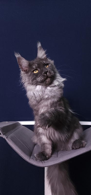 Bella Cat Akbars - Junior maine-coon 7 months 4 weeks