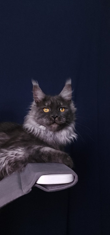 Bella Cat Akbars - Junior maine-coon 7 months 4 weeks