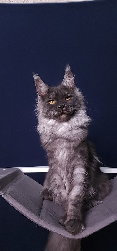Bella Cat Akbars - Junior maine-coon 7 months 4 weeks