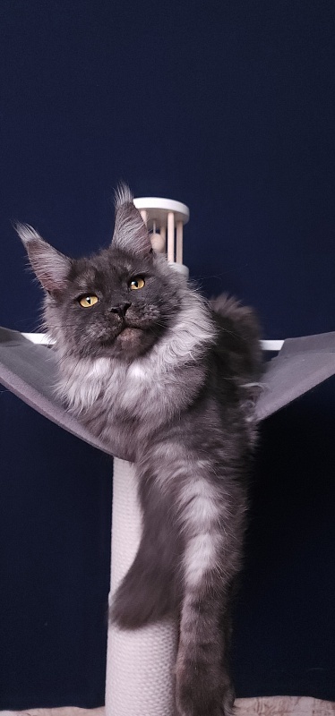 Bella Cat Akbars - Junior maine-coon 7 months 4 weeks