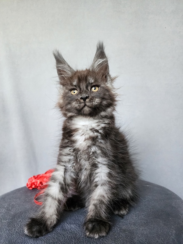 Bella Cat Akbars - Kitten maine-coon 2 months 1 week