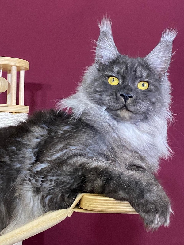 Bella Cat Akbars - Junior maine-coon 9 months 1 week