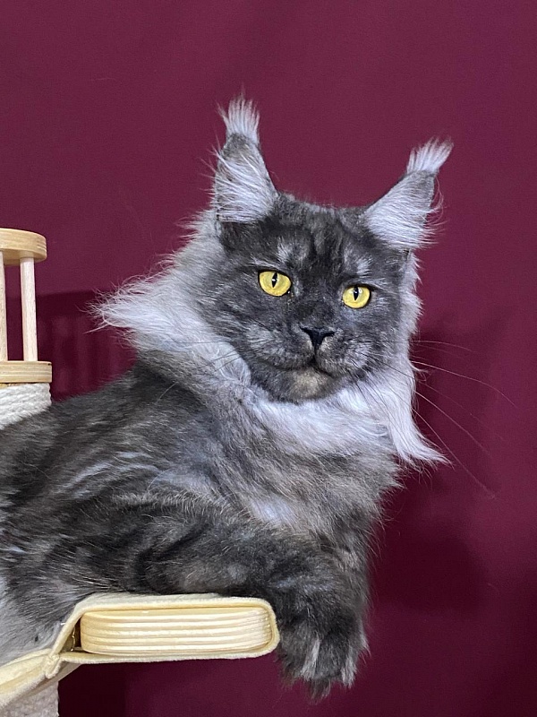 Bella Cat Akbars - Junior maine-coon 9 months 1 week