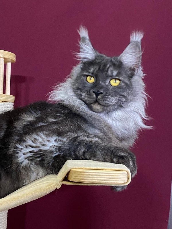 Bella Cat Akbars - Junior maine-coon 9 months 1 week