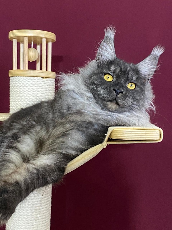 Bella Cat Akbars - Junior maine-coon 9 months 1 week