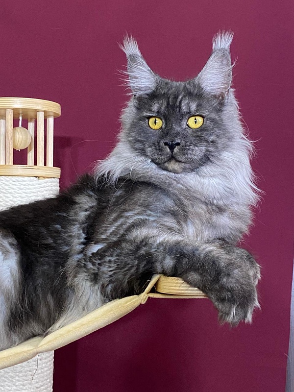 Bella Cat Akbars - Junior maine-coon 9 months 1 week