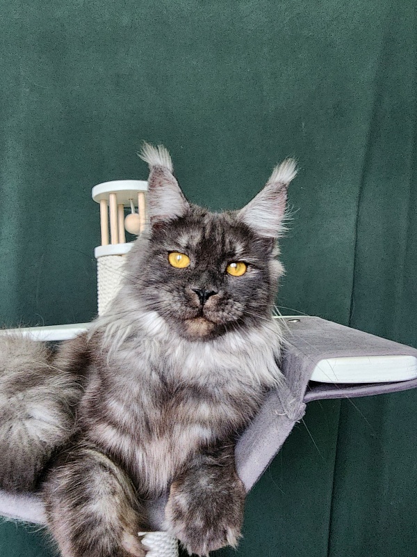 Bella Cat Akbars - Junior maine-coon 9 months 4 weeks