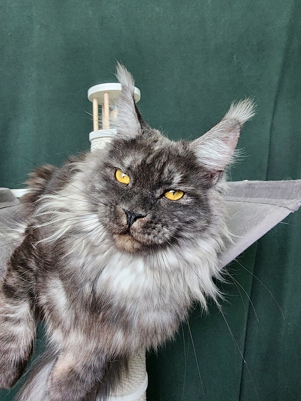 Bella Cat Akbars - Junior maine-coon 9 months 4 weeks