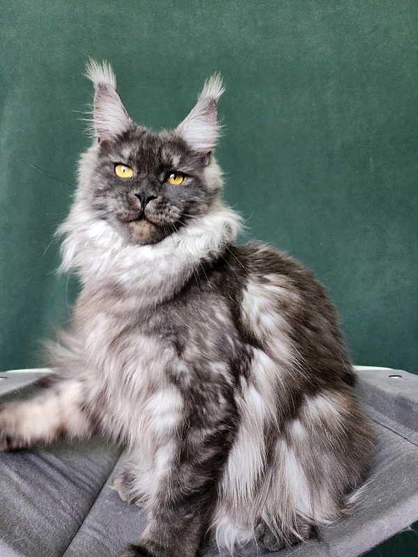 Bella Cat Akbars - Junior maine-coon 9 months 4 weeks