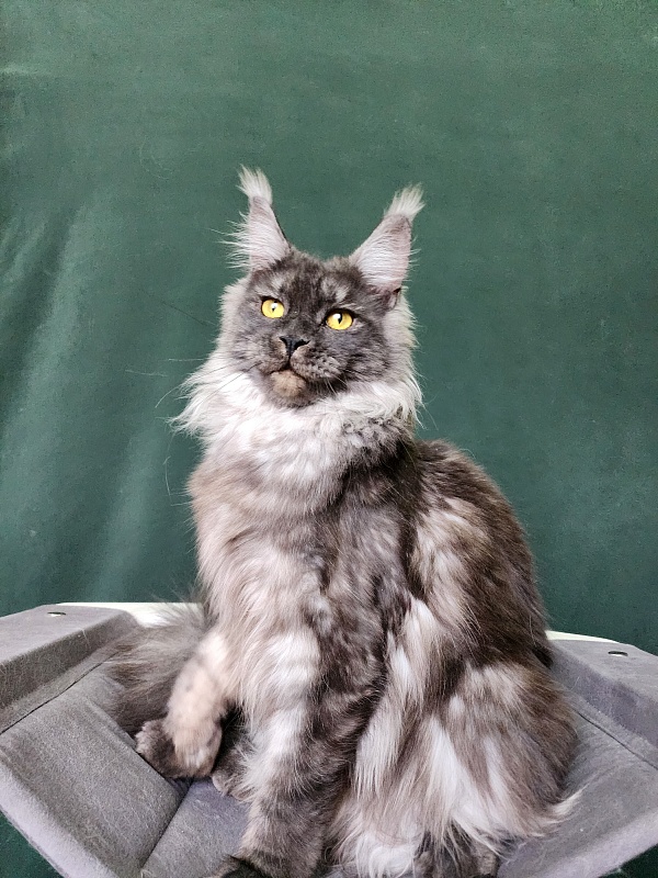 Bella Cat Akbars - Junior maine-coon 9 months 4 weeks