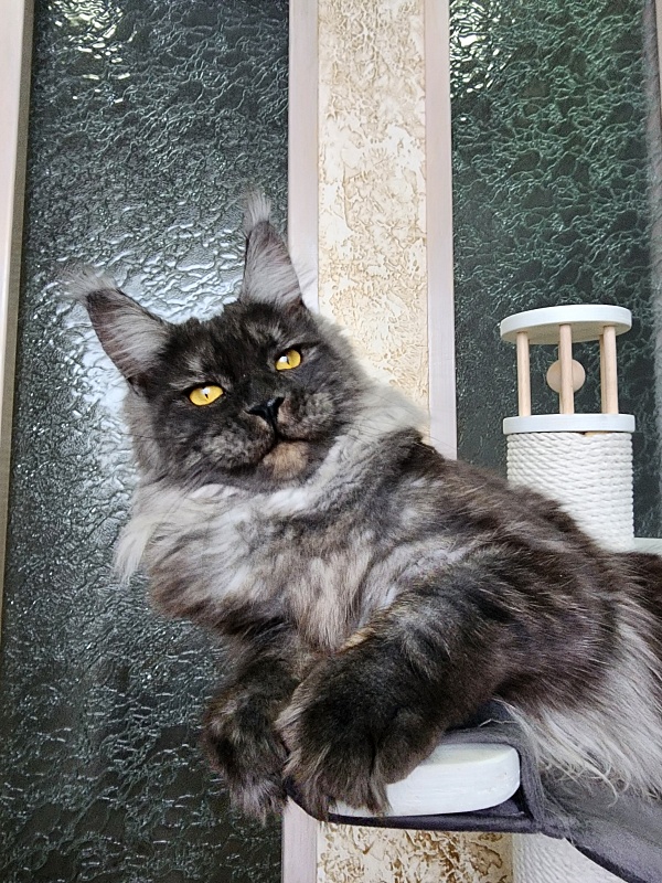 Bella Cat Akbars - Junior maine-coon 9 months 4 weeks