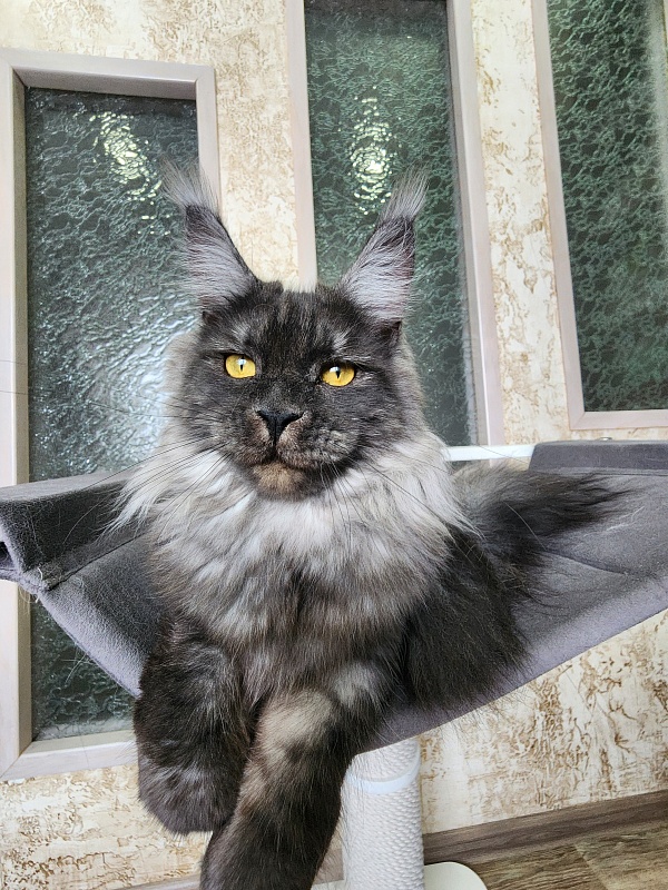 Bella Cat Akbars - Junior maine-coon 9 months 4 weeks