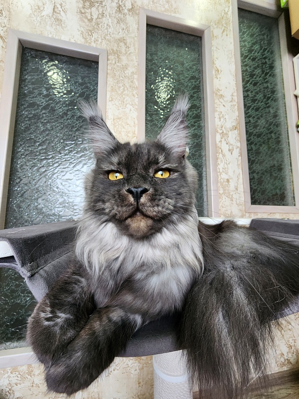 Bella Cat Akbars - Junior maine-coon 9 months 4 weeks