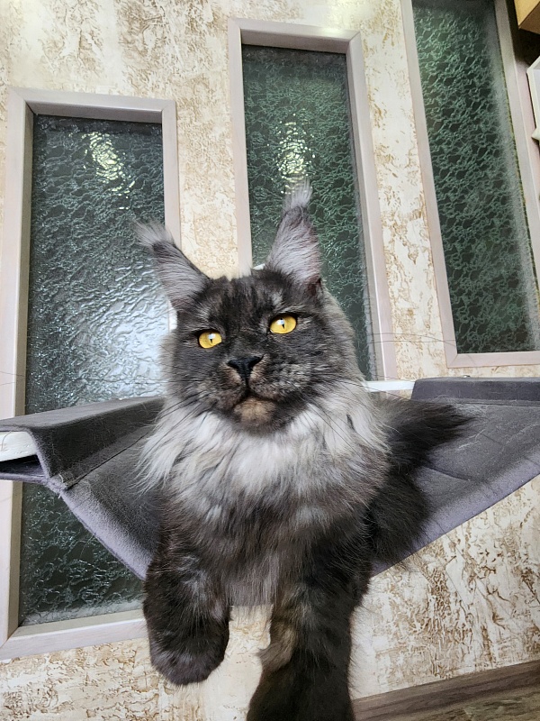 Bella Cat Akbars - Junior maine-coon 9 months 4 weeks