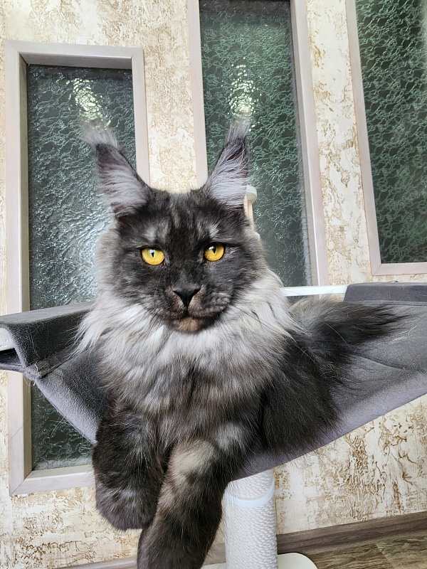 Bella Cat Akbars - Junior maine-coon 9 months 4 weeks