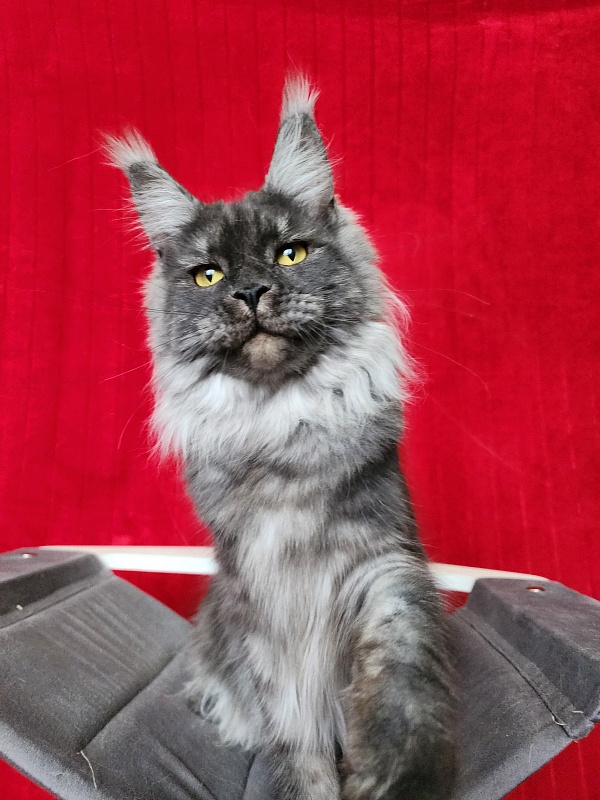 Bella Cat Akbars - Junior maine-coon 9 months 4 weeks