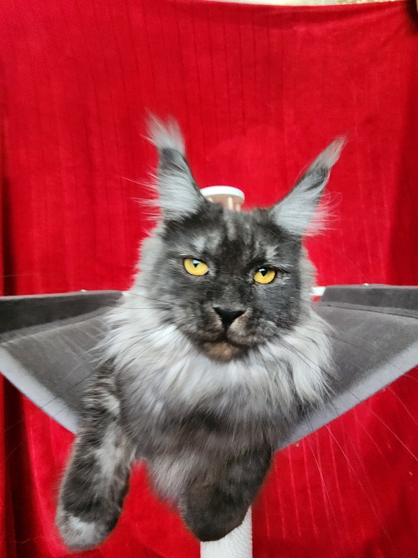 Bella Cat Akbars - Junior maine-coon 9 months 4 weeks