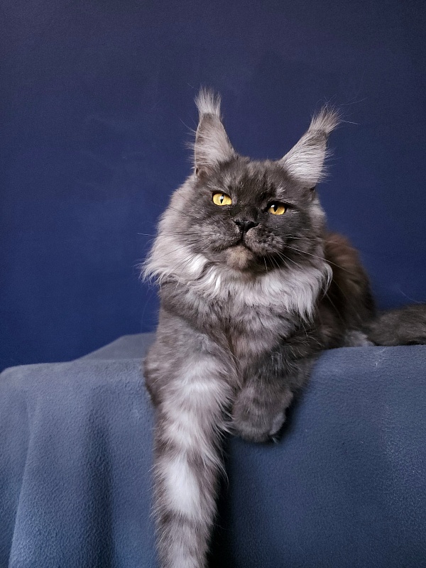 Bella Cat Akbars - Adult maine-coon 11 months
