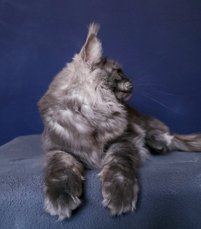 Bella Cat Akbars - Adult maine-coon 11 months