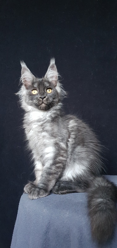Bella Cat Akbars - Kitten maine-coon 3 months 1.5 week